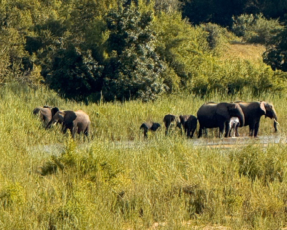 Parque Kruger (2025)
