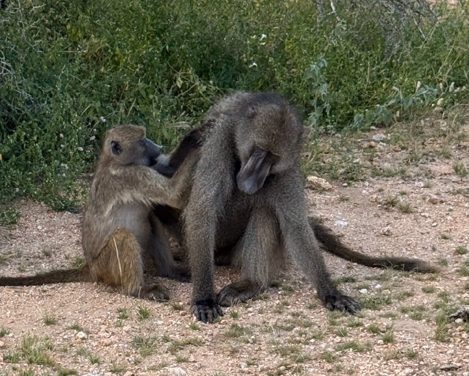 Parque Kruger (2025)