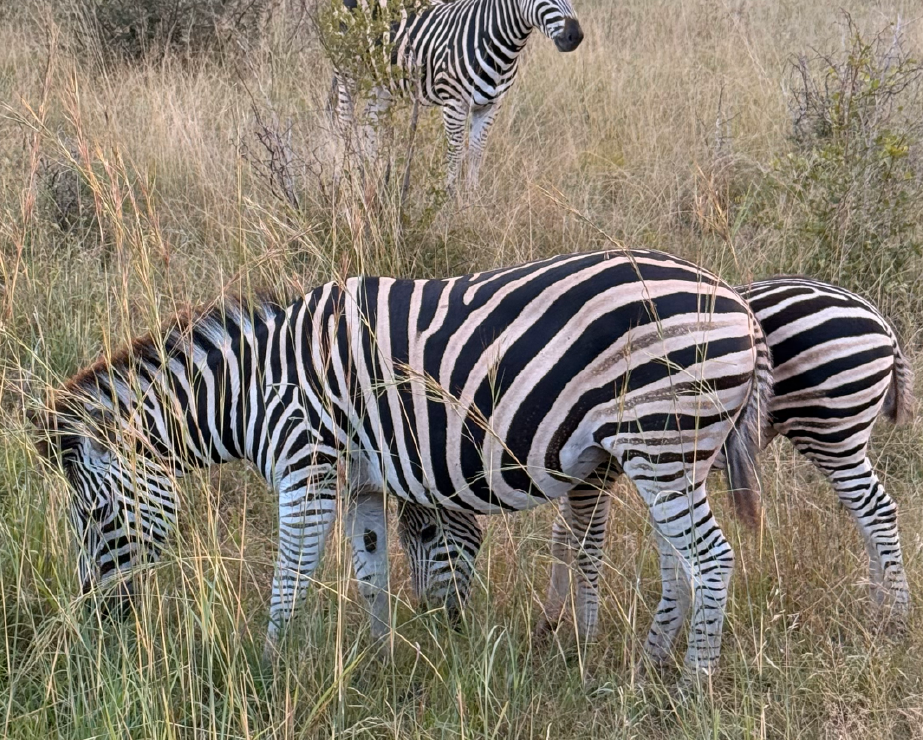 Parque Kruger (2025)