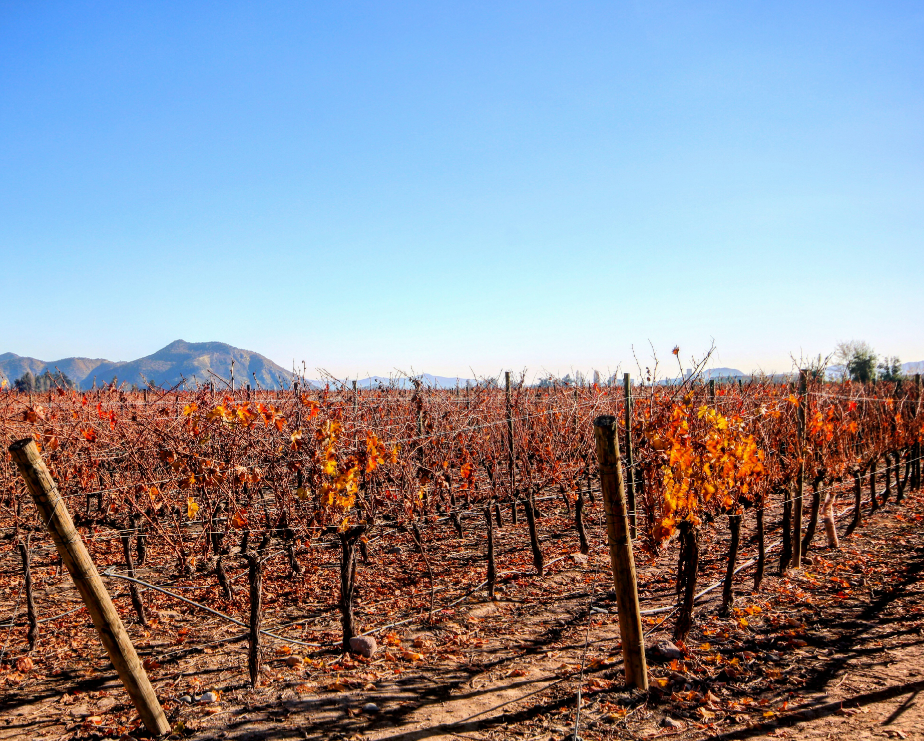 Vinícola Concha y Toro, Chile